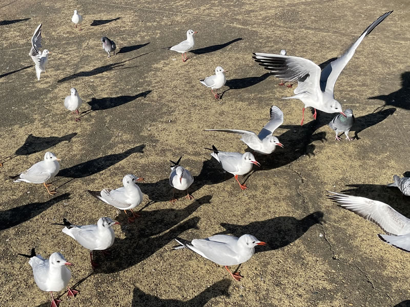 船橋港親水公園 エサに集まる水鳥の群れ
