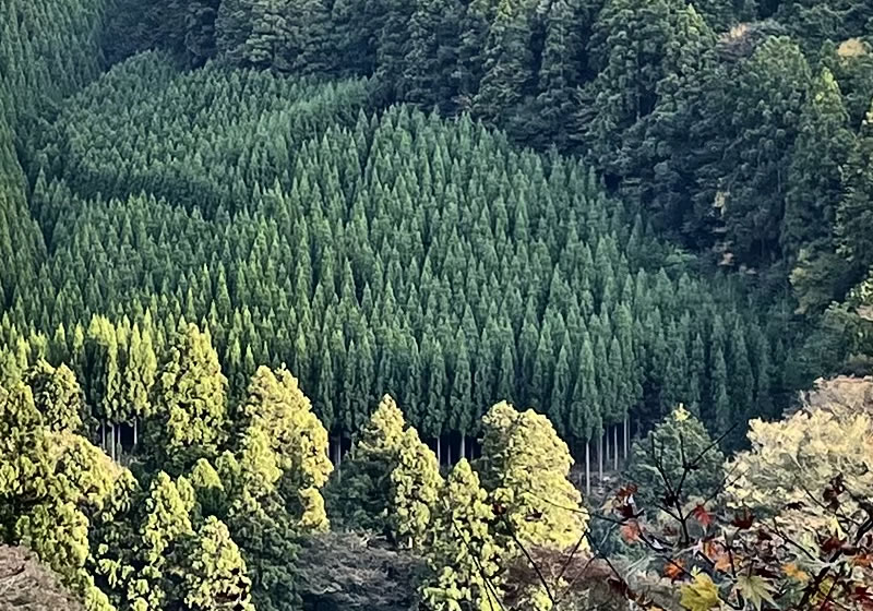 杉林