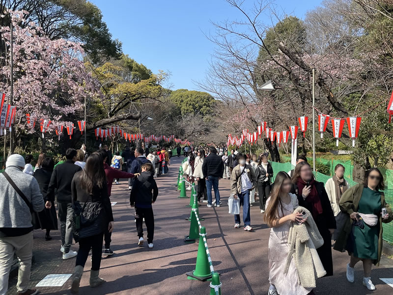 東京上野恩賜公園の桜並木の小径