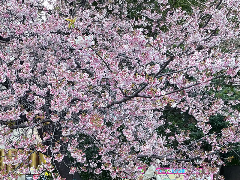 上野警察署公園前交番裏手の広場の早咲き桜