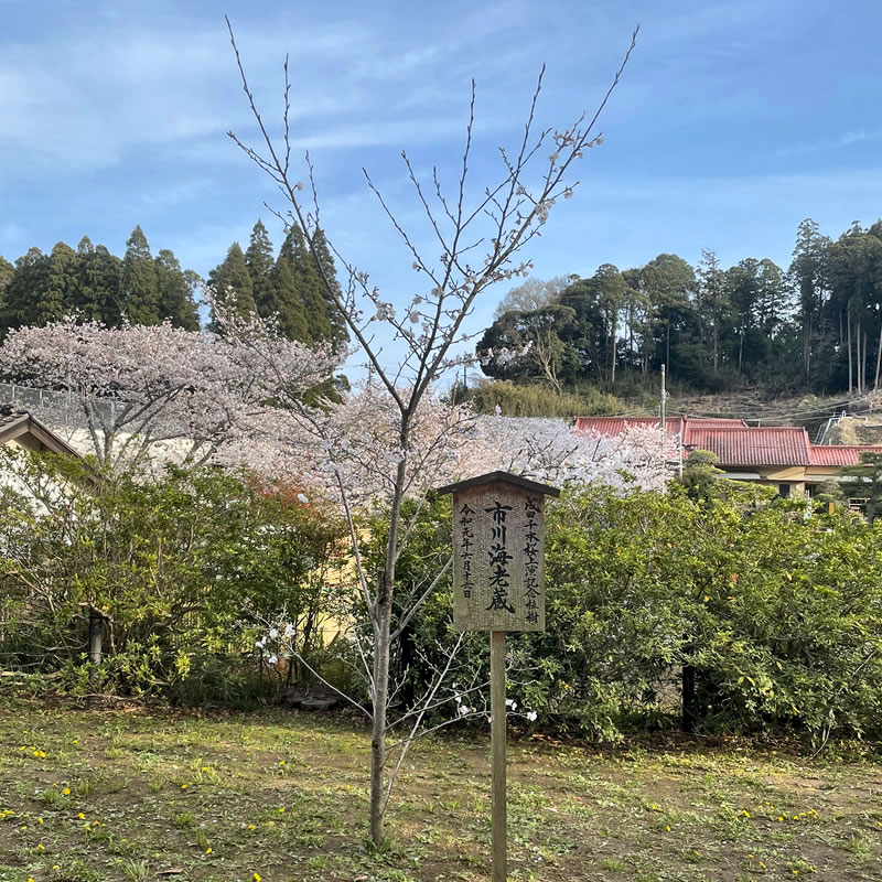 成田山公園 市川海老蔵が植樹した桜の苗木