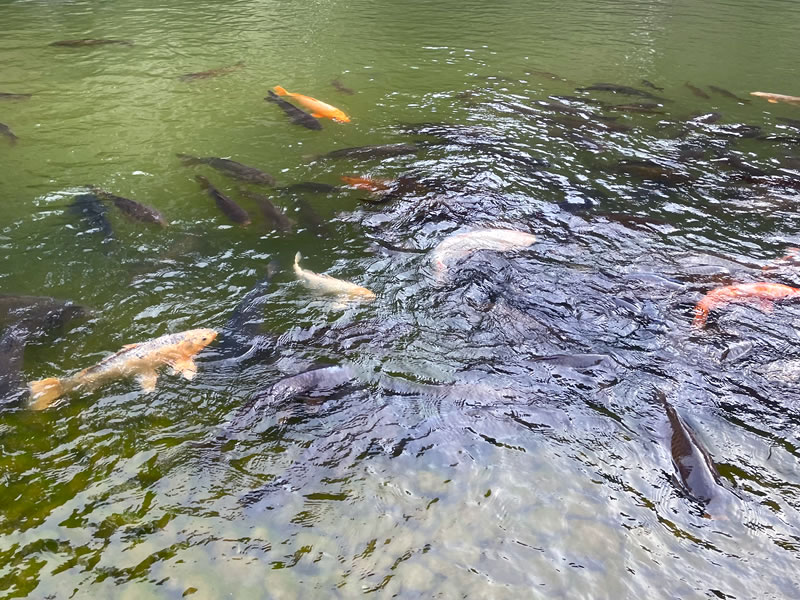 成田山公園 龍智池で泳ぐ鯉たち