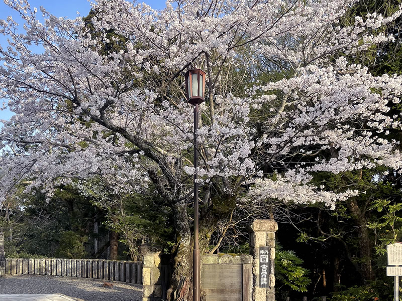 成田山新勝寺 光明堂の近くの桜の大木