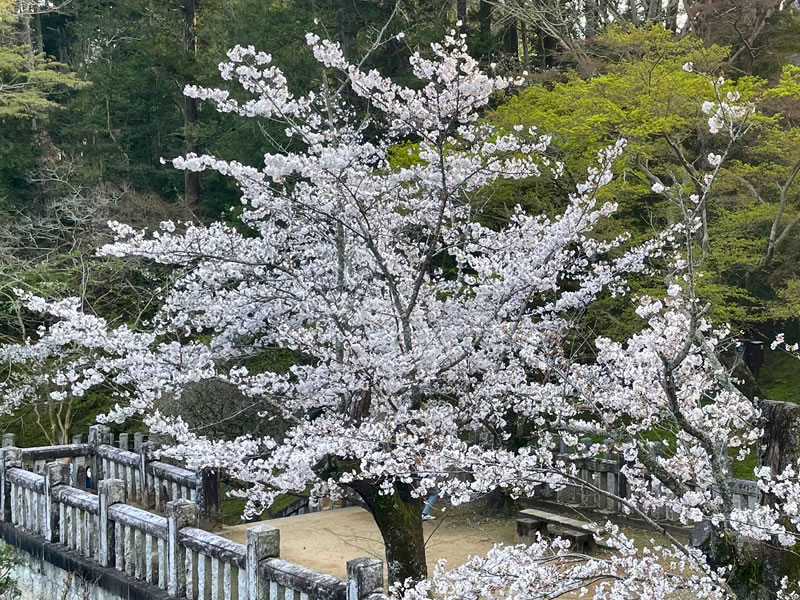 成田山公園 西洋庭園噴水の近くの八重桜