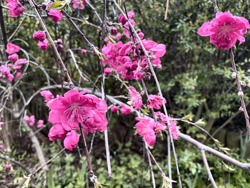 成田山公園 花桃