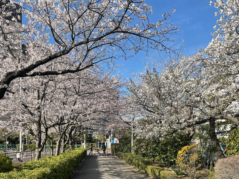 近所の満開の桜