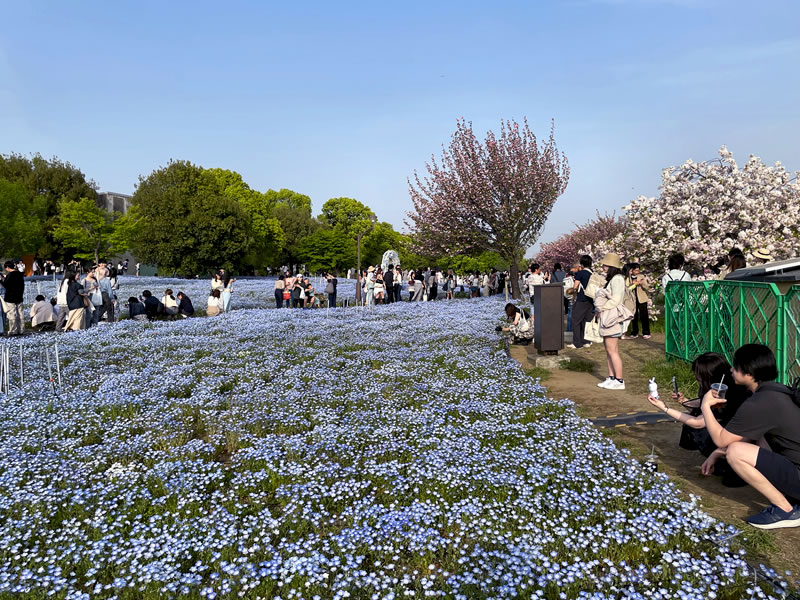 舎人公園のネモフィラ花壇