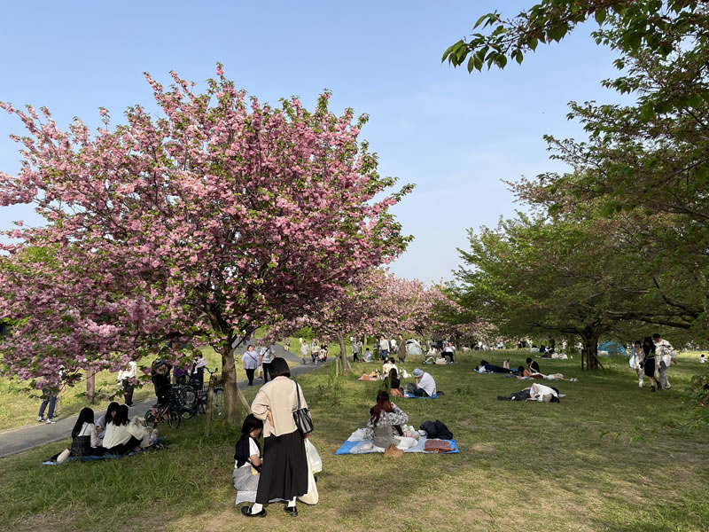 舎人公園の八重桜