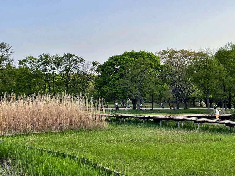 舎人公園の池の葦原