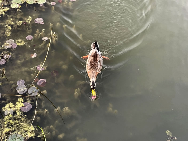 舎人公園の池で泳ぐ水鳥