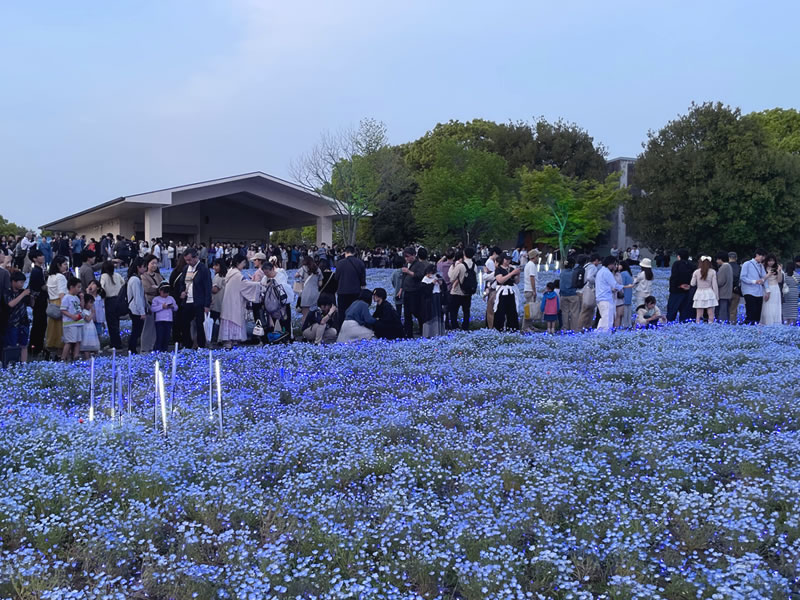 舎人公園 ライトアップ開始直後のネモフィラの花園