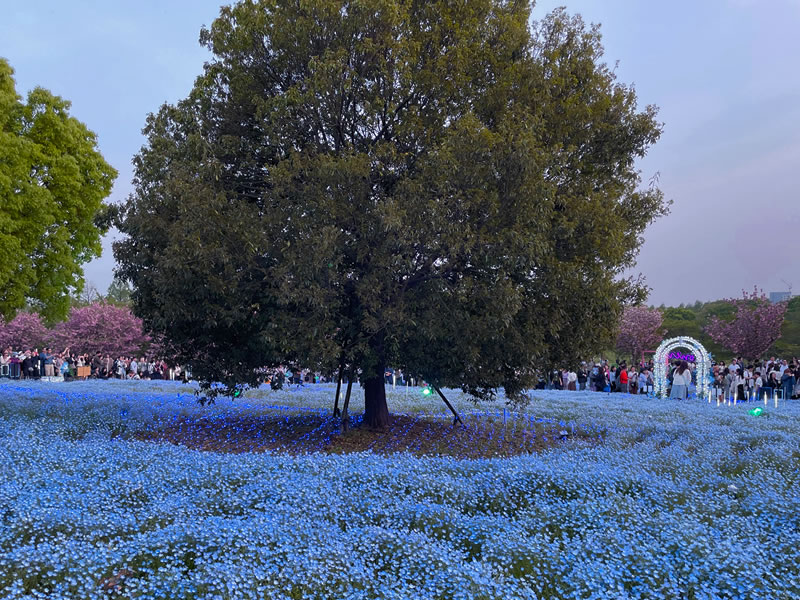 舎人公園 ライトアップ開始直後のネモフィラの花園(2)