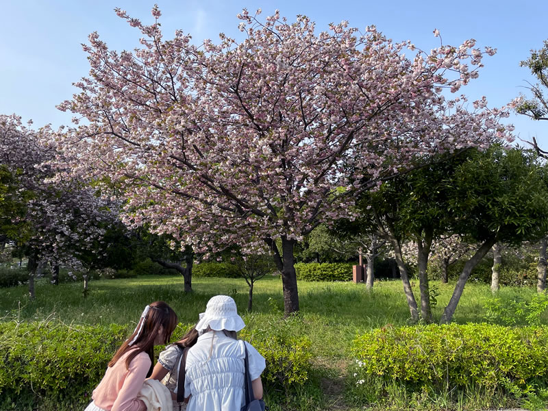 舎人公園の八重桜(2)