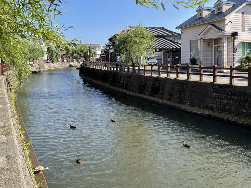 佐原 小野川で泳ぐ水鳥たち
