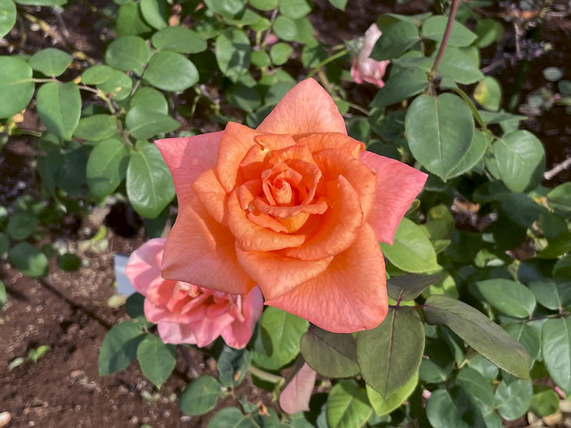 谷津バラ園のバラ コルダナ Rosa hybrids
