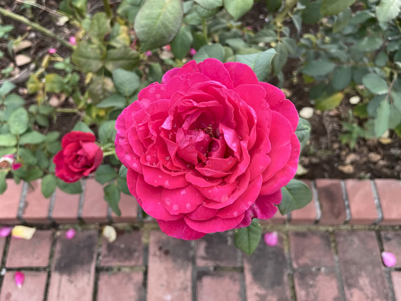 谷津バラ園のバラ ゲーテ・ローズ Goethe Rose