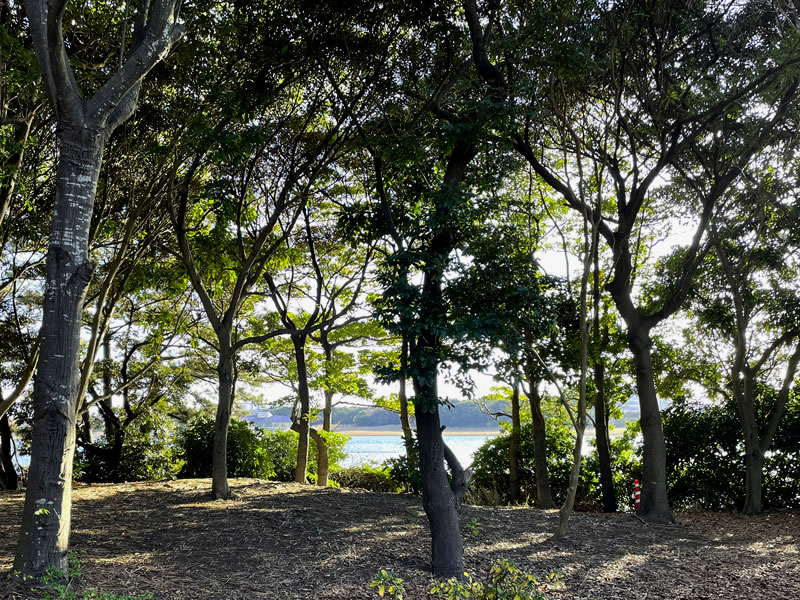 谷津公園から見た干潟
