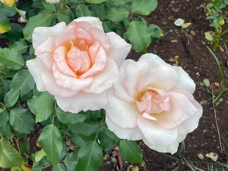 谷津バラ園のバラ リームカムトゥルー Dream Come True