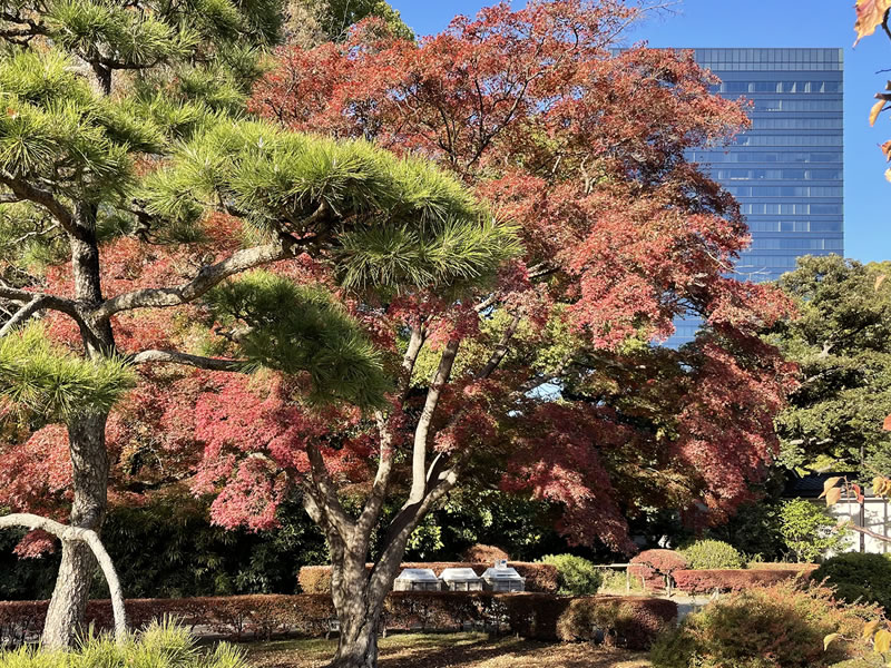 浜離宮恩賜庭園の風景(2)