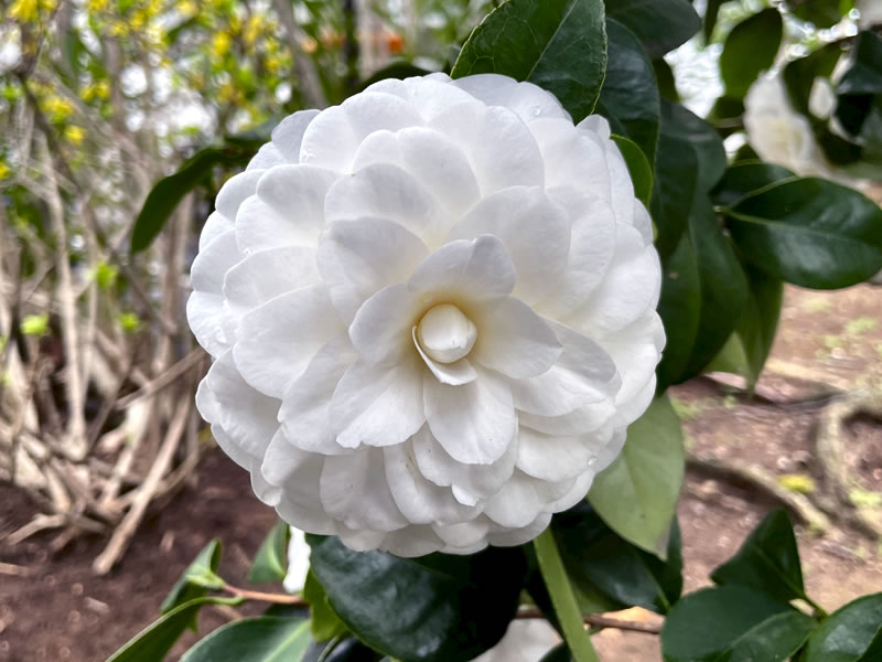 散歩道に咲いているサツマツバキ（薩摩椿）