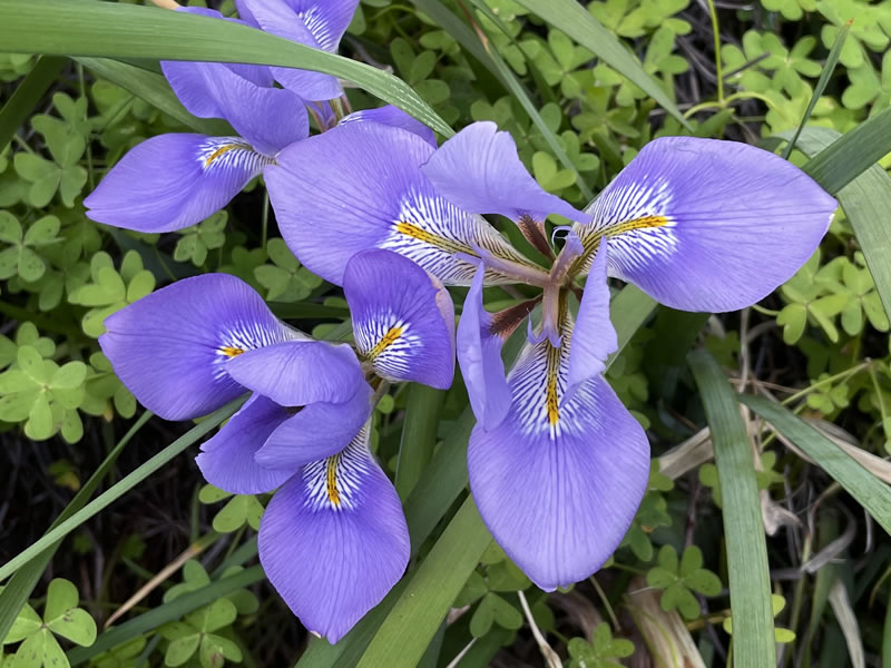 散歩道に咲いているカンザキアヤメ（寒咲菖蒲）