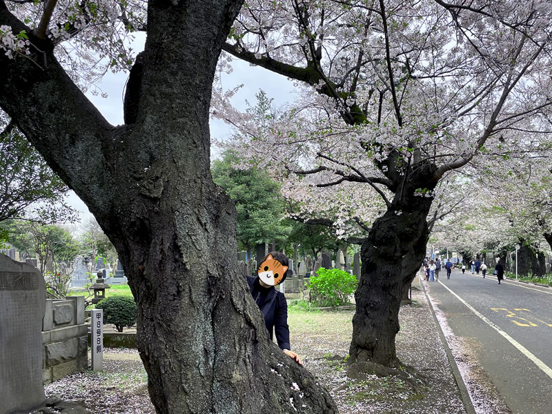 谷中霊園 さくら通りの桜並木と妻