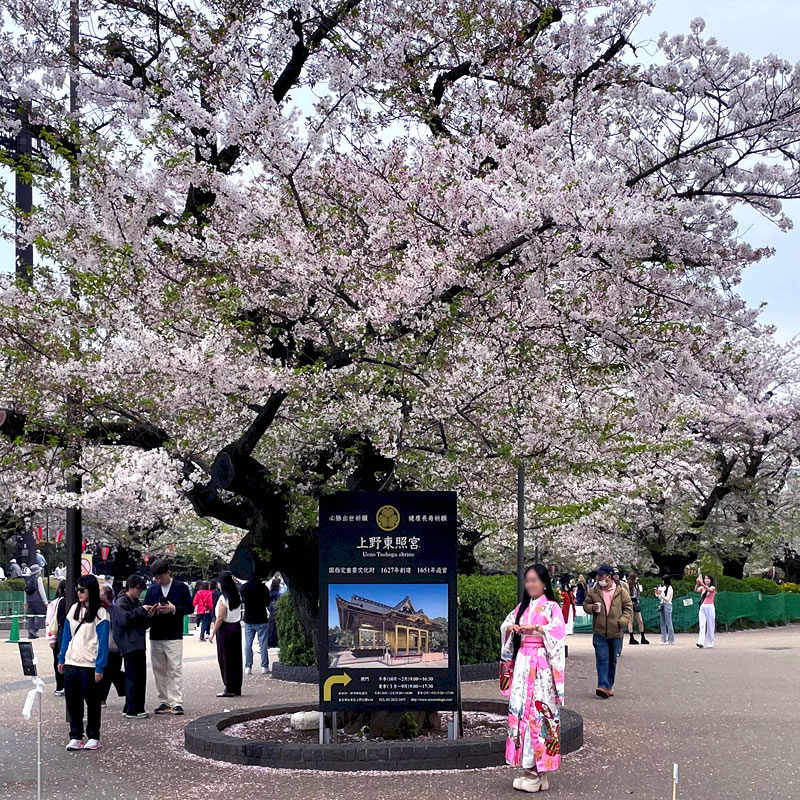 上野恩賜公園のラジオ体操広場の満開の桜の木