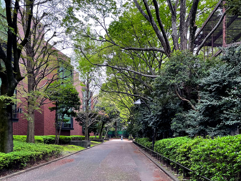 上野恩賜公園 東京都美術館と動物園の間の道