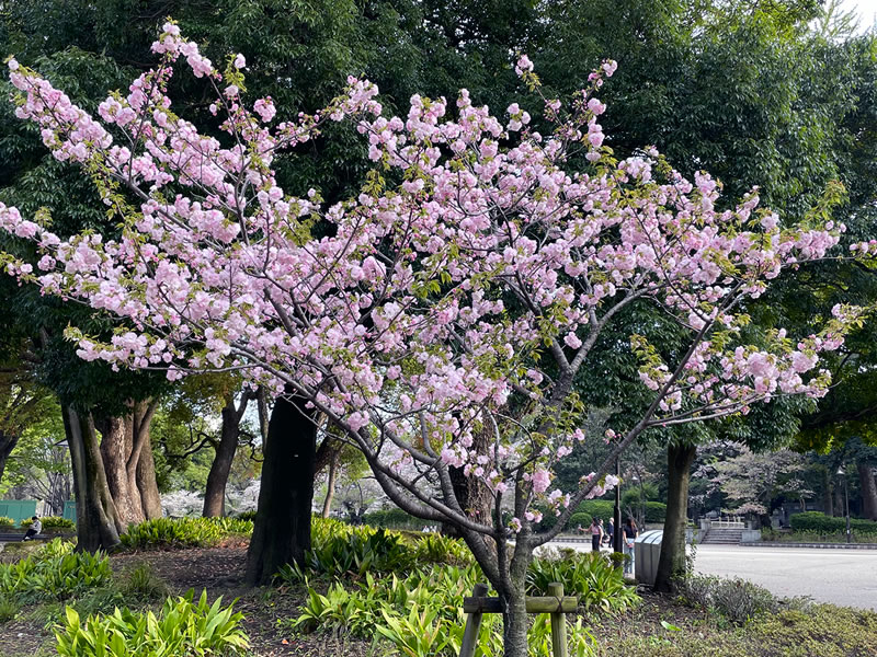 上野恩賜公園 動物園正門前の八重桜
