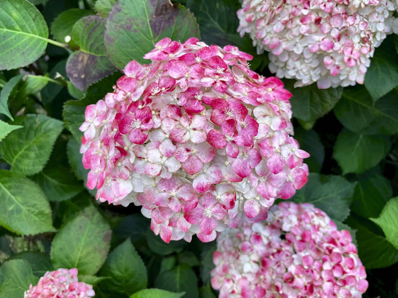 紫陽花（天使のほっぺ）