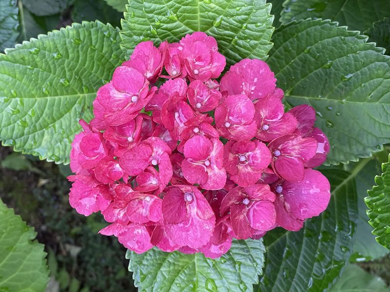 紫陽花（ピンクのサマークラッシュ）