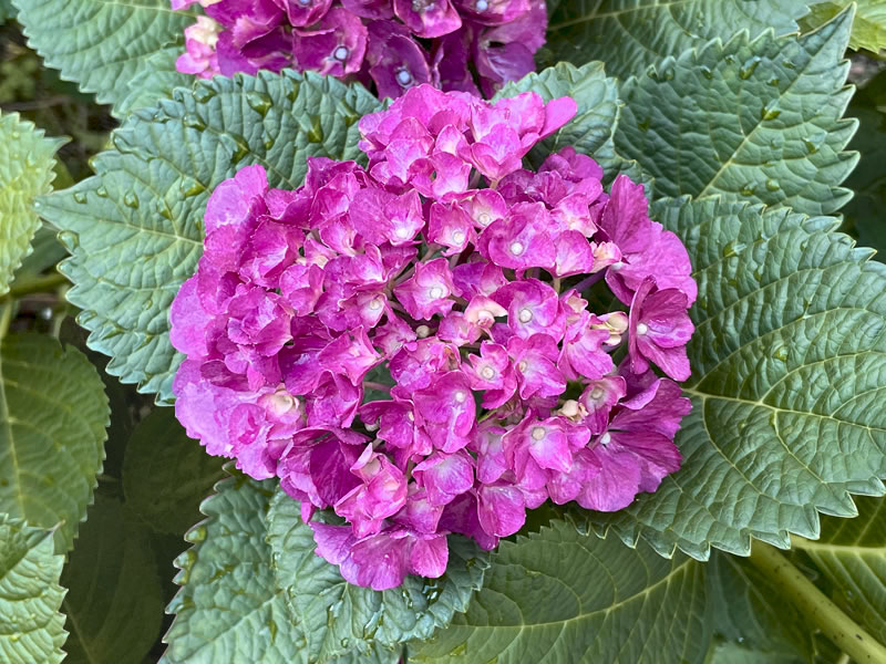 紫陽花（パリジェンヌ）