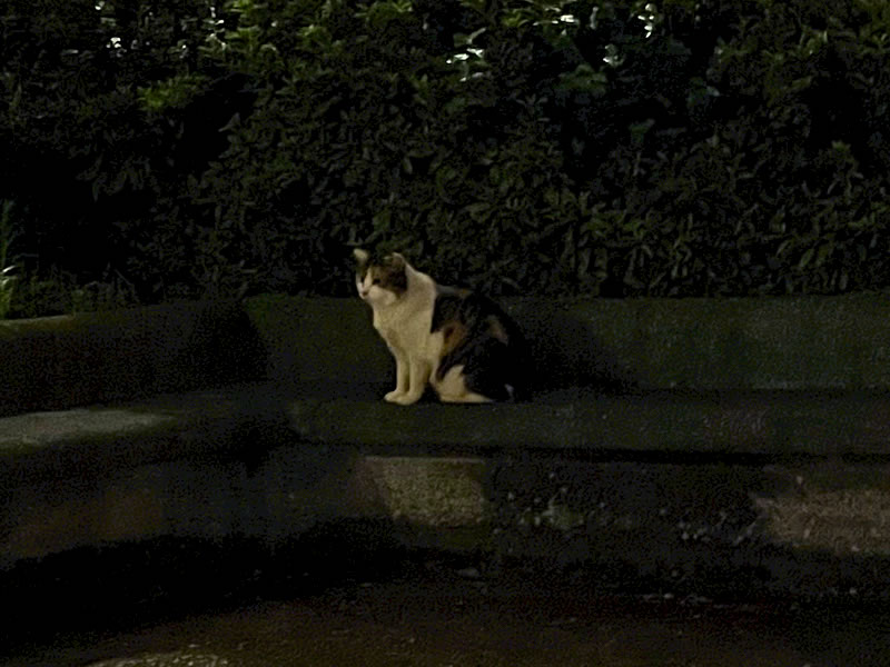 夜の船橋港親水公園から見た船橋漁港